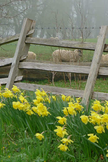 Dafodils and the Sheep