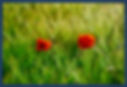 Poppies of the field