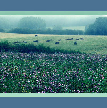 Wildflower meadow in August
