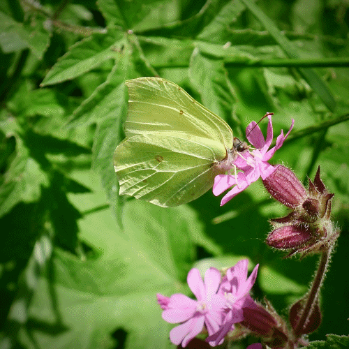 Brimstone butterfly in June