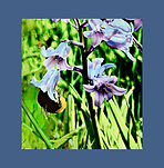 Bee and Bluebell_