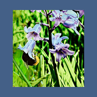 Bee and Bluebell_