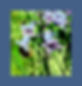 Bee and Bluebell_