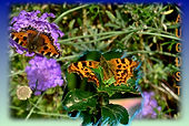 August Butterflies