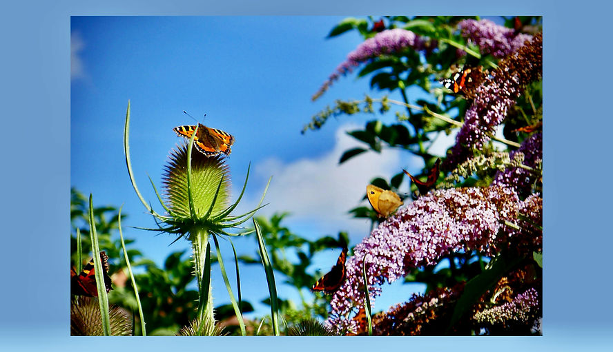 Butterflies in July
