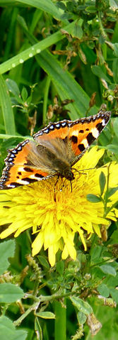 Tortoiseshell Butterfly in September.
