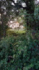 June landscape through the hedge.