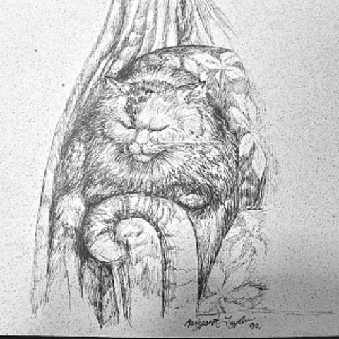 Sleeping cat pencil sketch