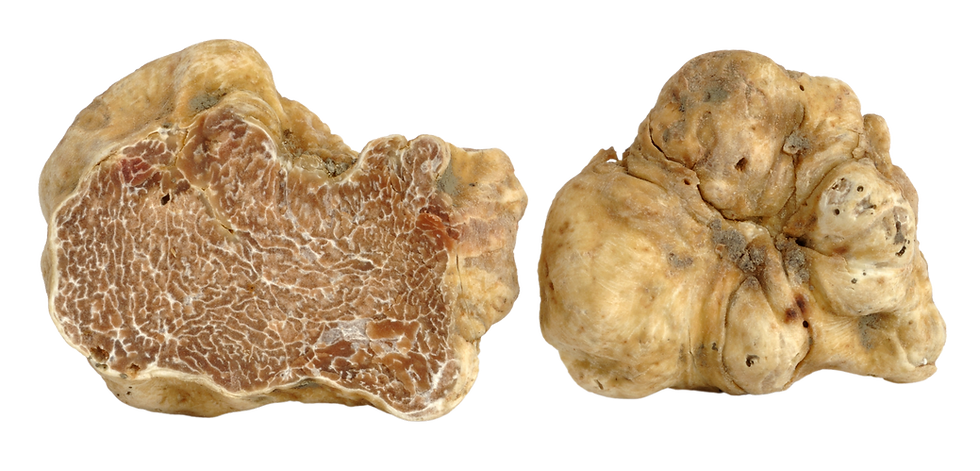 rossobarolo sito web (2).png