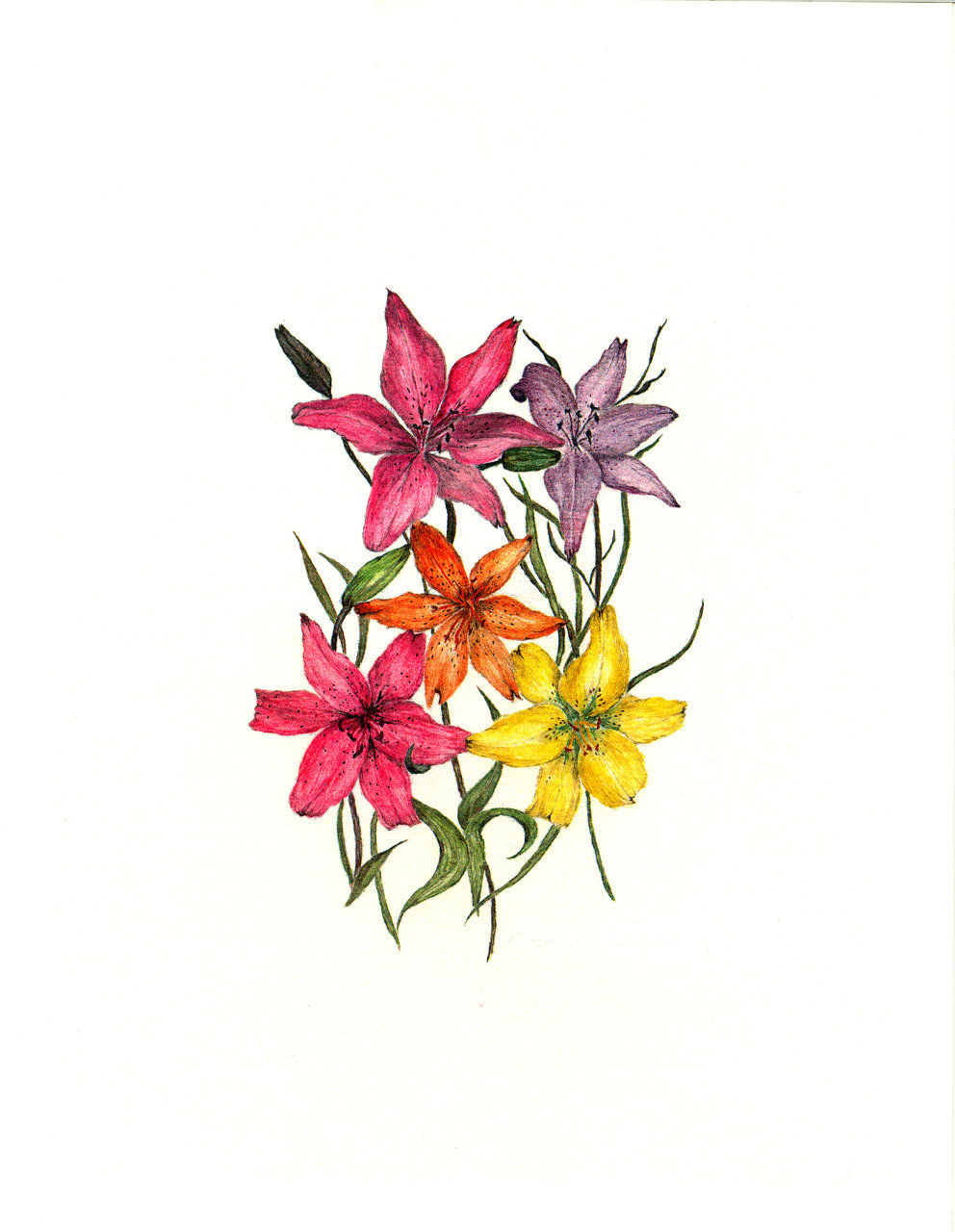 Love Lilies (BP-0009)