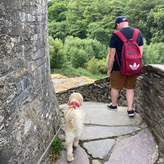 Dog exploring Dolbadarn castle in Llanberis