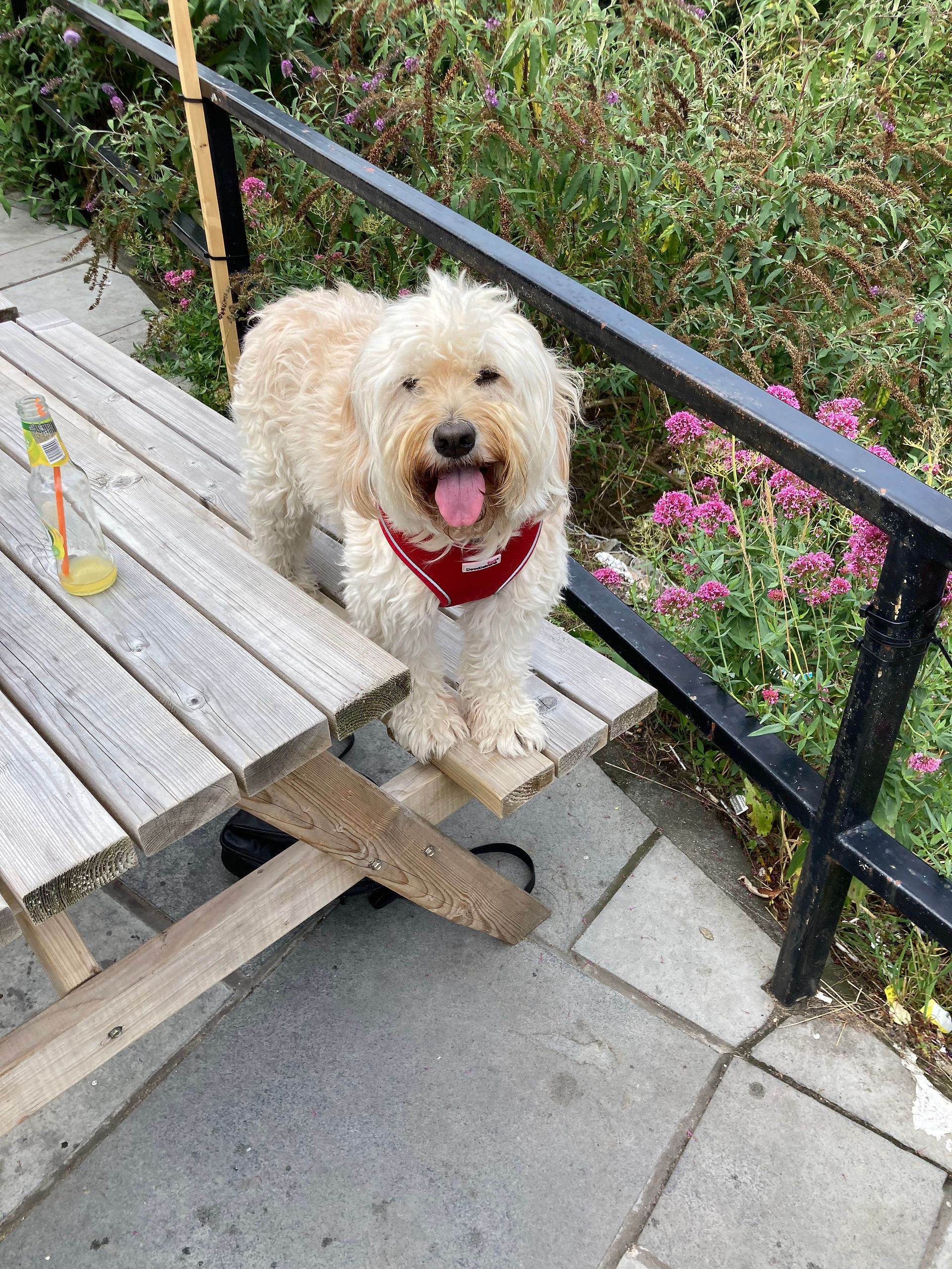 Dog siting on bench at Conwy Brewery 