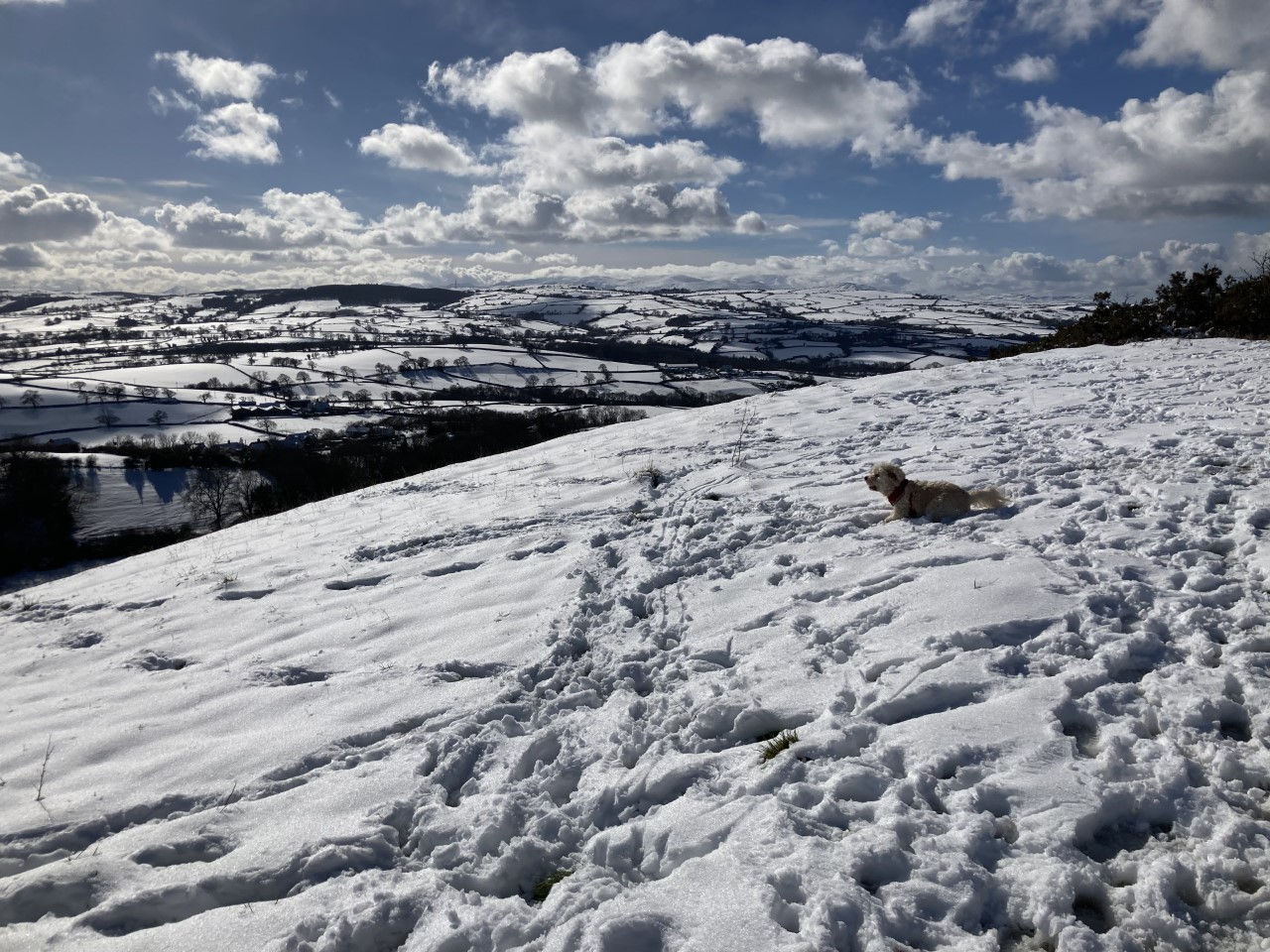 Dog in snow on Mynydd Marian Llysfaen