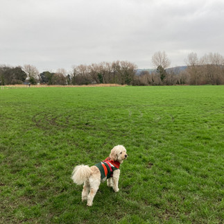 Dog in Abergele Park