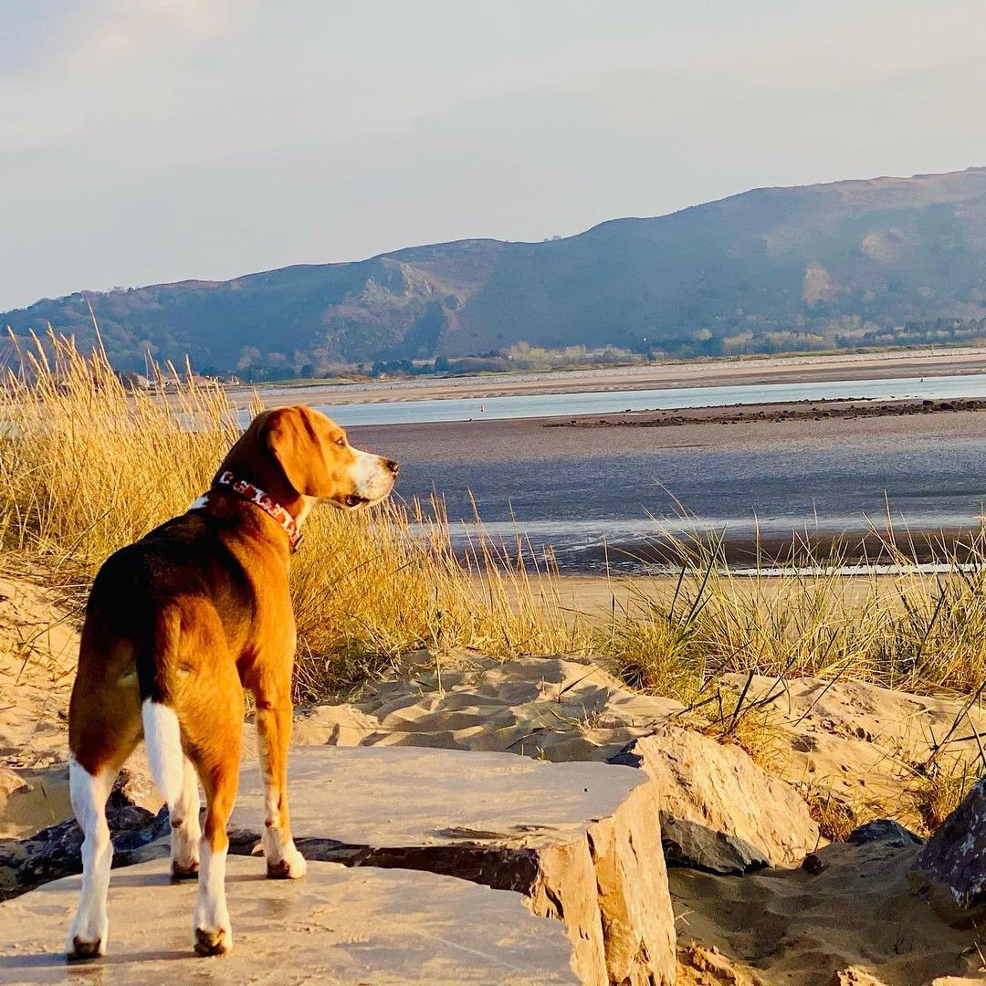 Dog Friendly North Wales Dog friendly places in North Wales