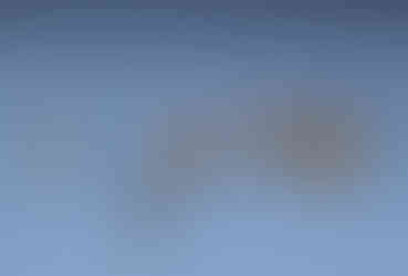 A group of plovers reflecting on the calm waters.