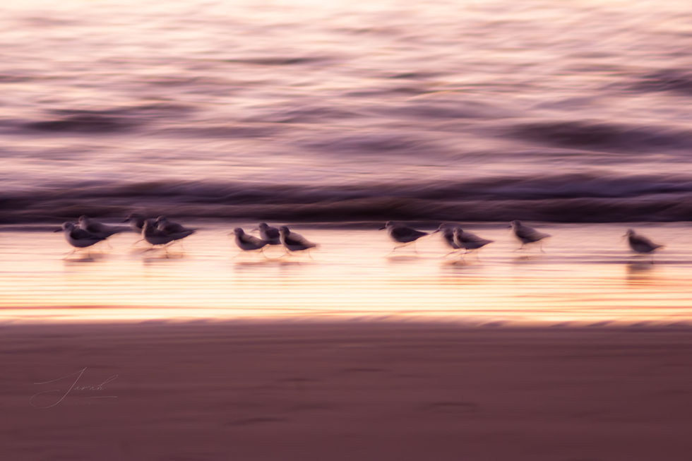 Blurred seabirds run along a beach at sunset, with soft pink and purple hues reflecting off the water, creating a tranquil scene.