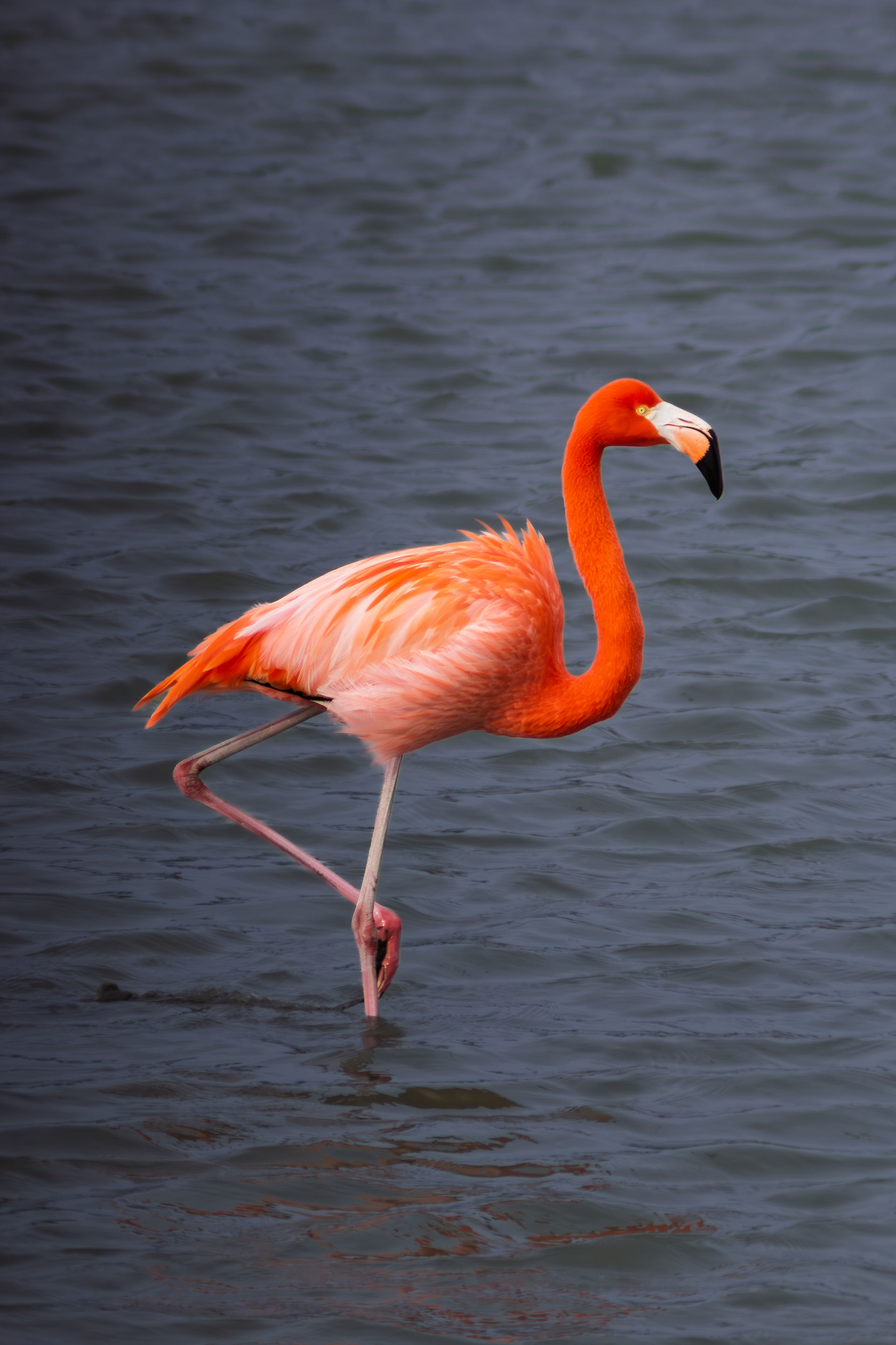 A pink flamingo standing on one leg in a calm ocean.