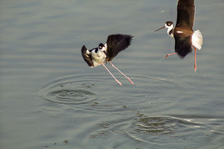 2 black-necked stilts jumping out of the water