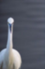 Minimal close-up portrait of a white coastal bird with dark beak and intense gaze against a soft gray background