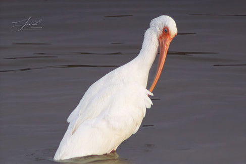 A white ibis sitting on a post preening its feathers
