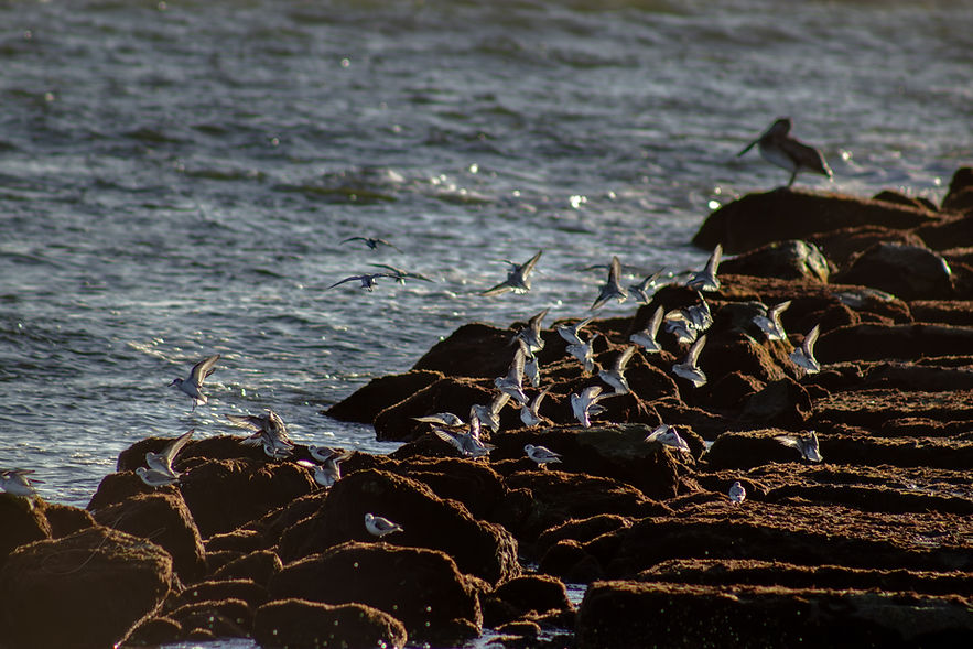 A large flock of Forster's terns fly and rest together on the jetty rocks at South Packery Jetty on Padre Island. In the background, a brown pelican rests on the jetty rocks.
