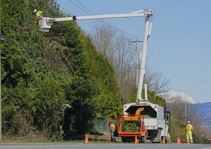 “Tree trimming crew removing hazardous limbs near power lines Sayre OK”