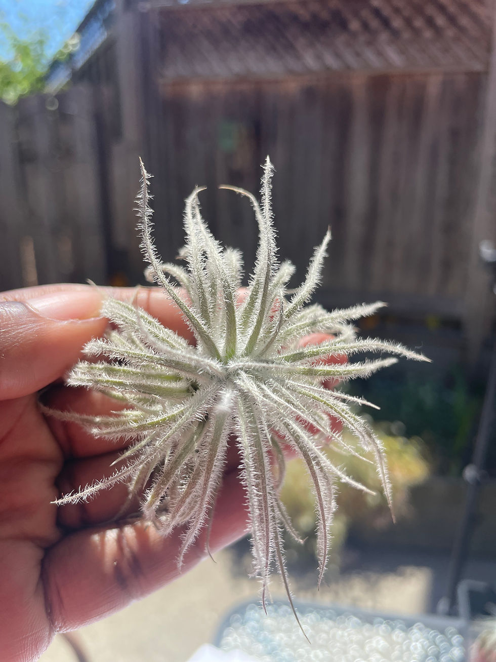 Thumbnail: Tectorum Ecuador air plant with charming, fuzzy, silvery-green leaves.