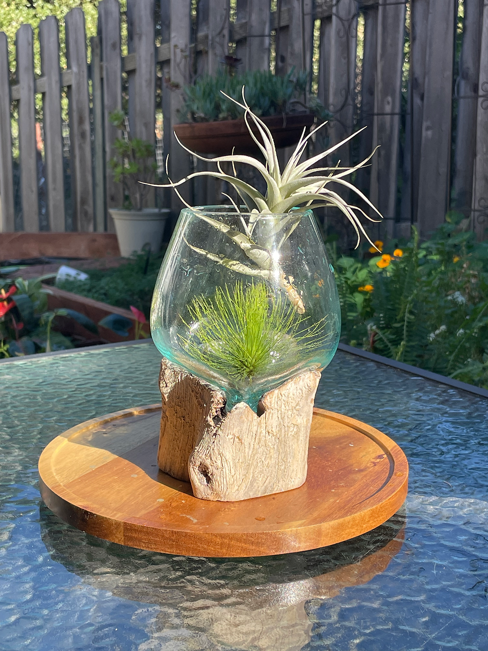 Thumbnail: Handcrafted in Bali from recycled glass and whitewashed Balinese Gamal wood with assorted air plant and green moss.