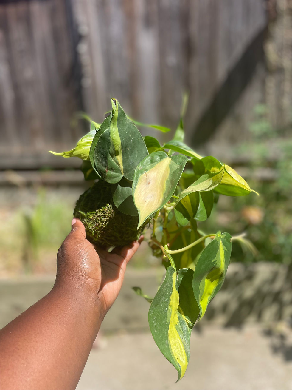 Thumbnail: Philodendron Brazil Kokedama with variegated heart-shaped leaves.