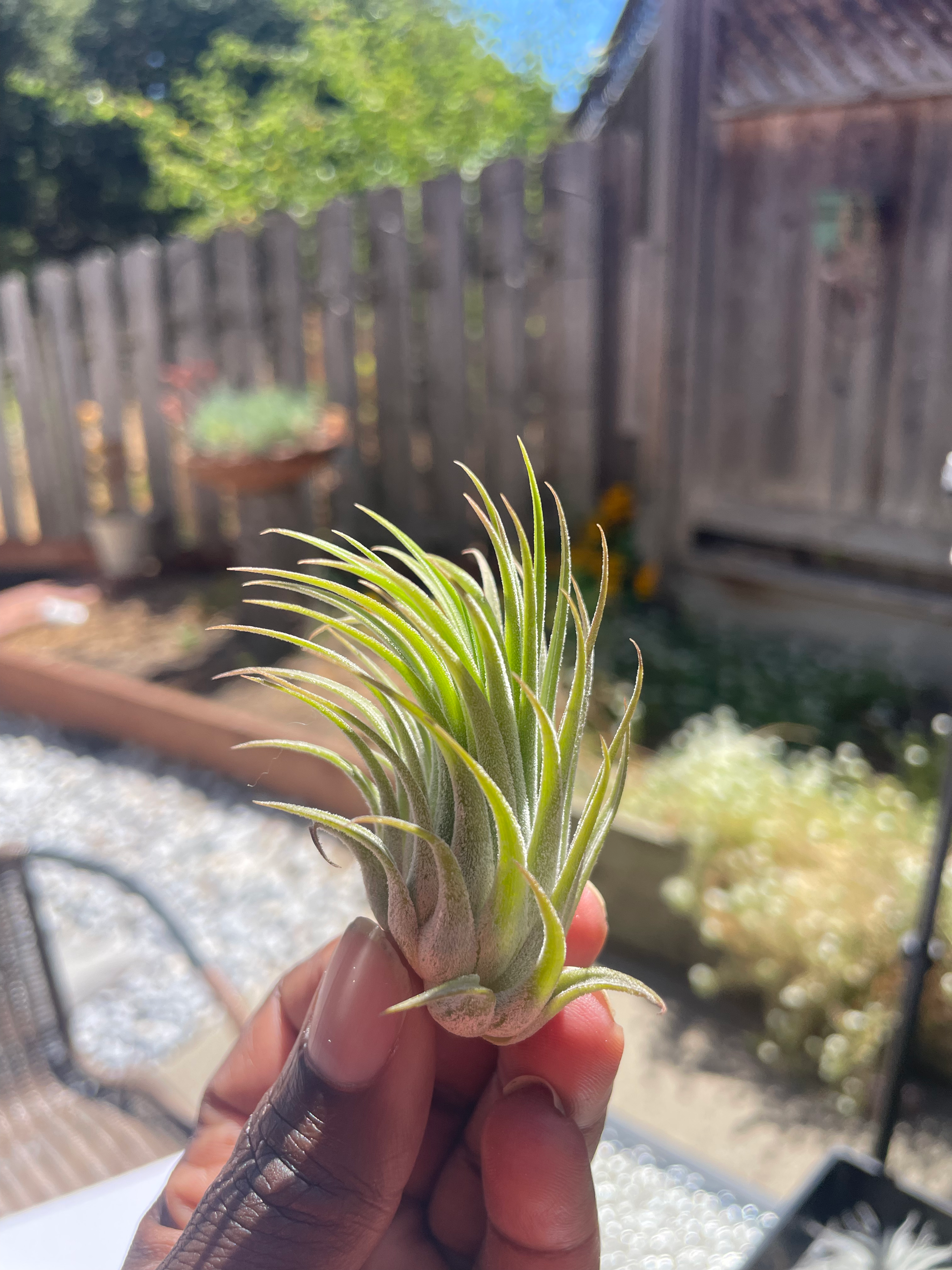 Ionantha Guatemala air plant, a petite rosette with silvery-green leaves that blush pink/red.