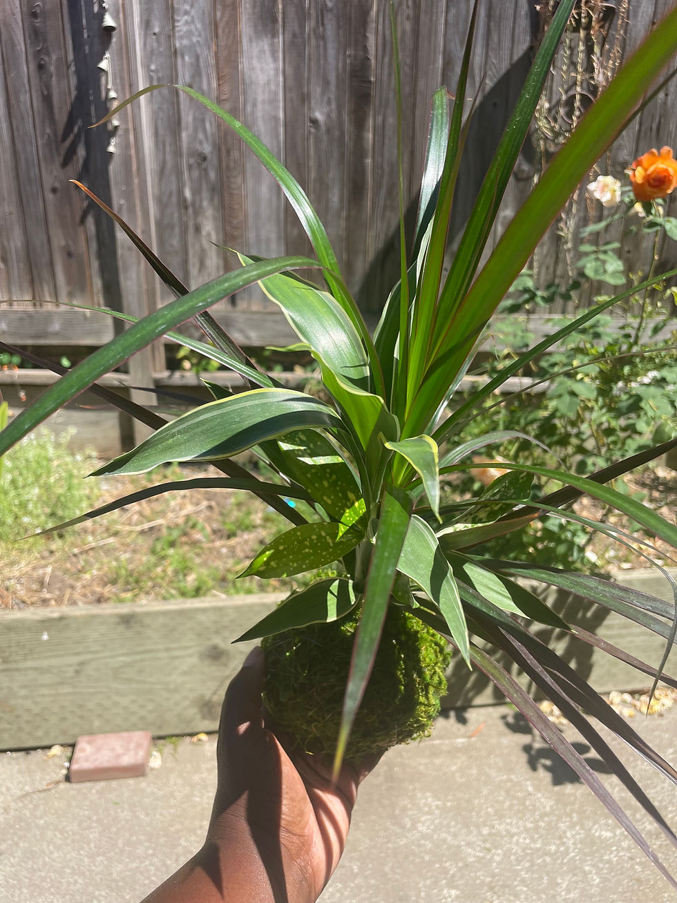 Thumbnail: Foliage Combo Kokedama: Three plants featuring tall variegated Dracaena varieties and a shorter Polka Dot plant with white-sp