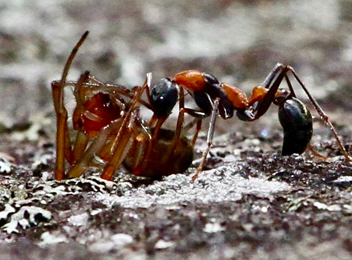 Bullant steals Wasp's Spider