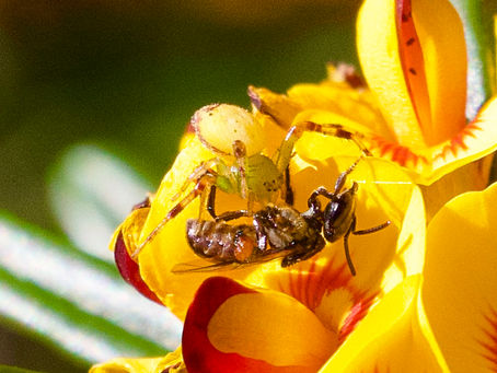 Flower spider capturing Sugarbag bee on Native pea