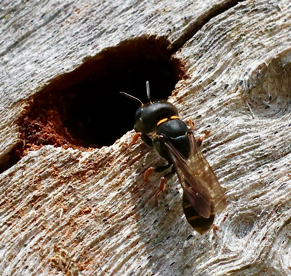 A Dasyproctus wasp at its nest