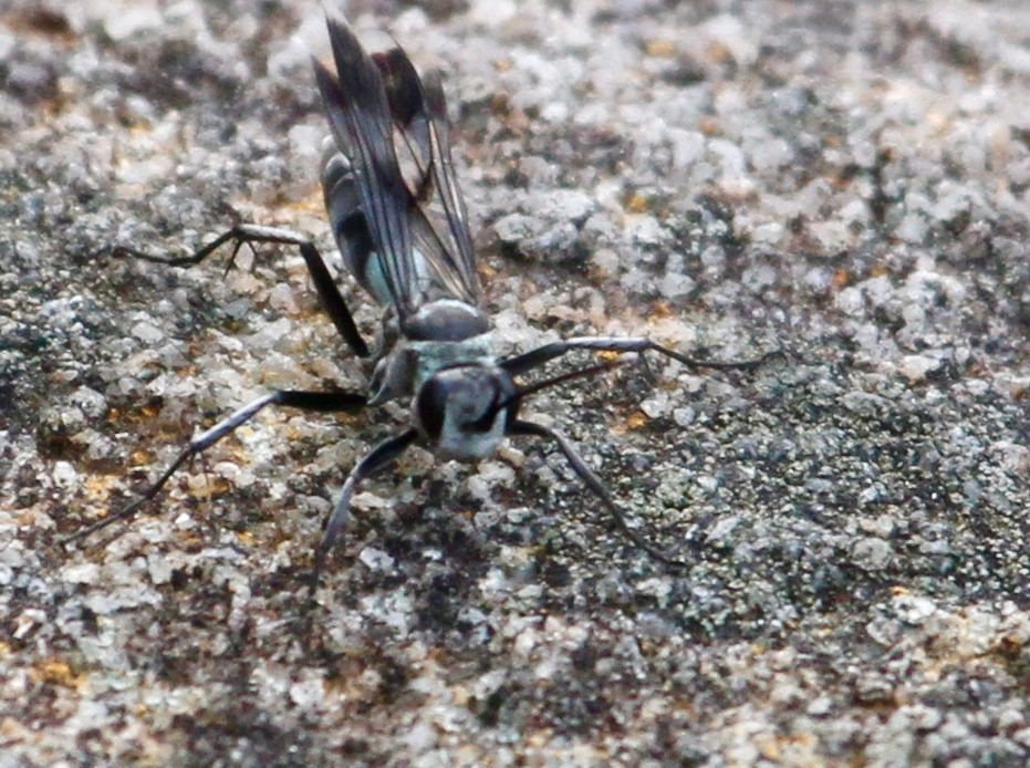 Spider wasp from tribe Pompilini