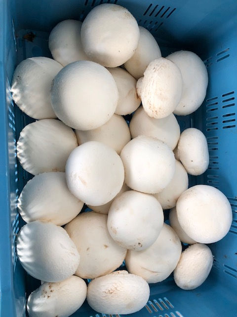 Witte opvulchampignons