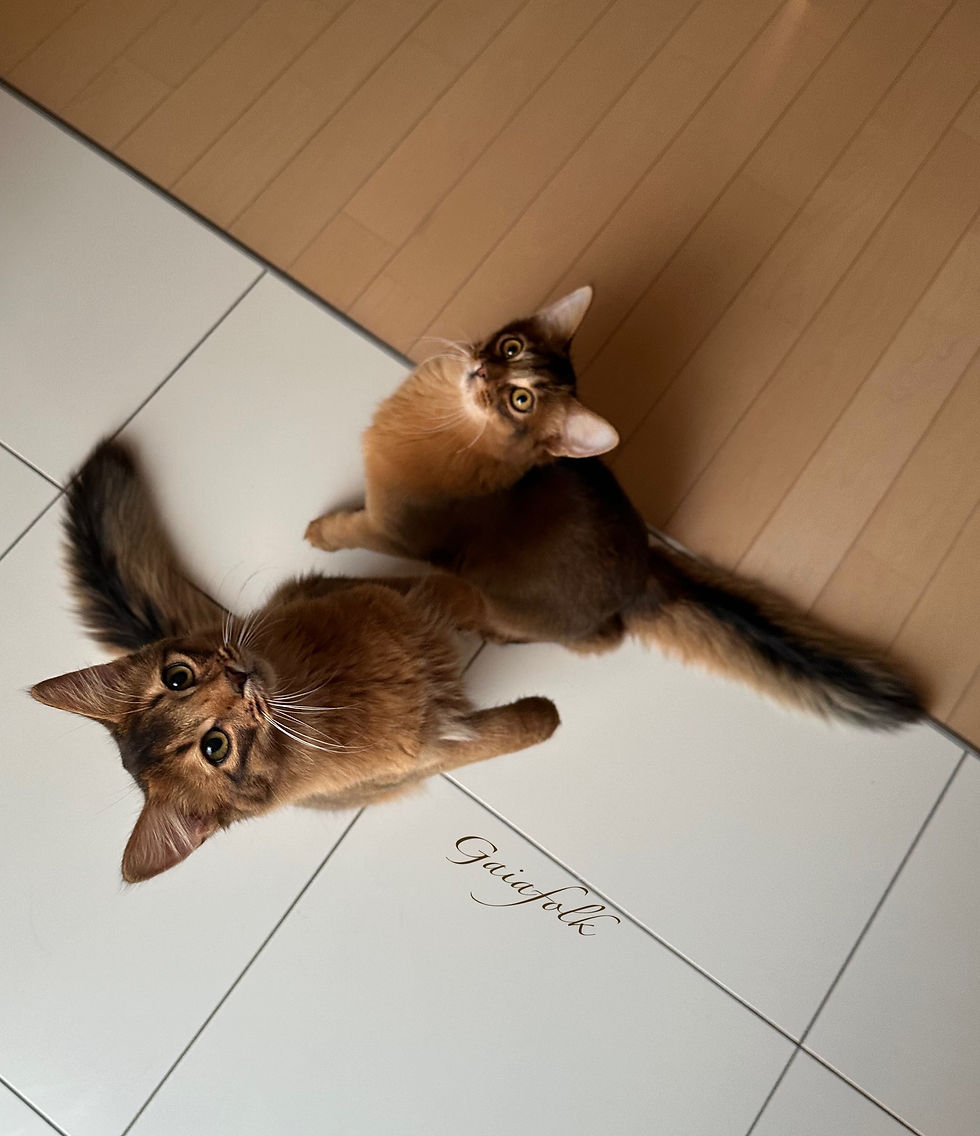 ソマリルディ 子猫達