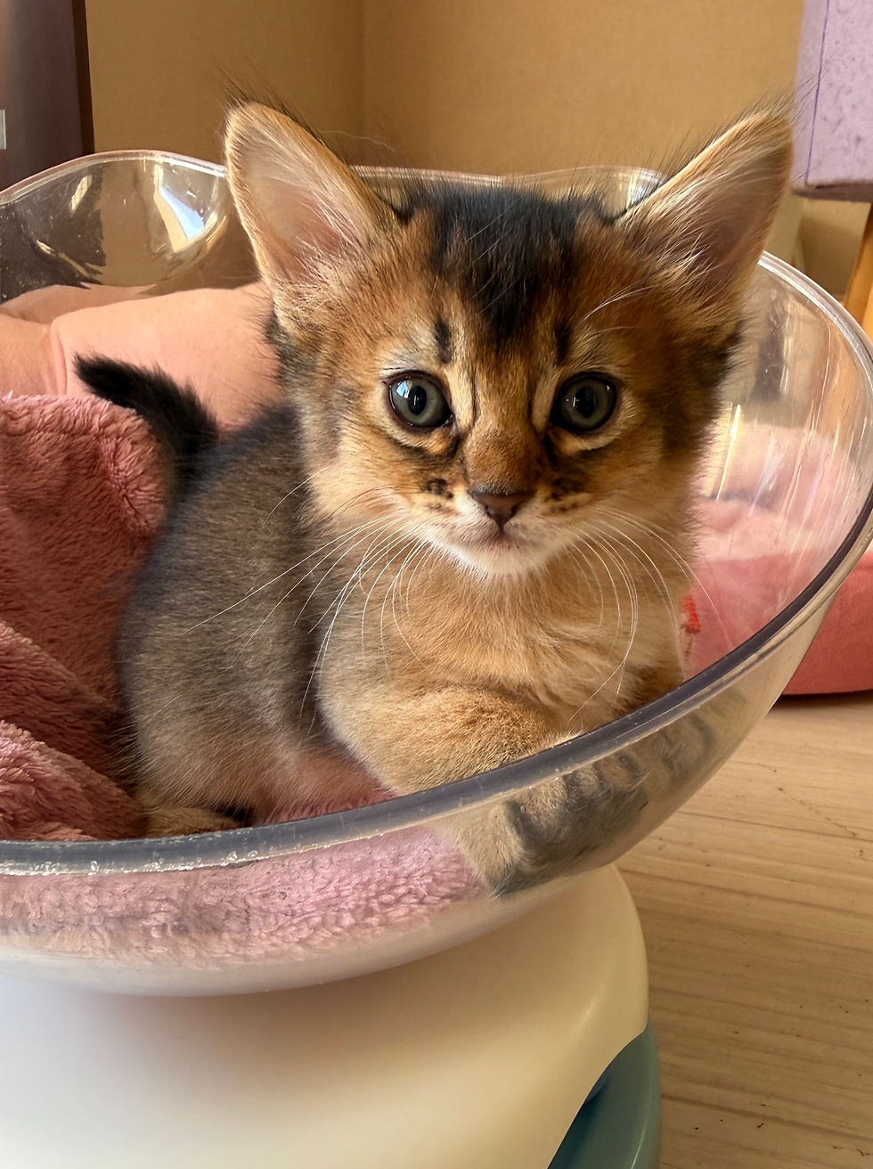 ソマリルディ 子猫
