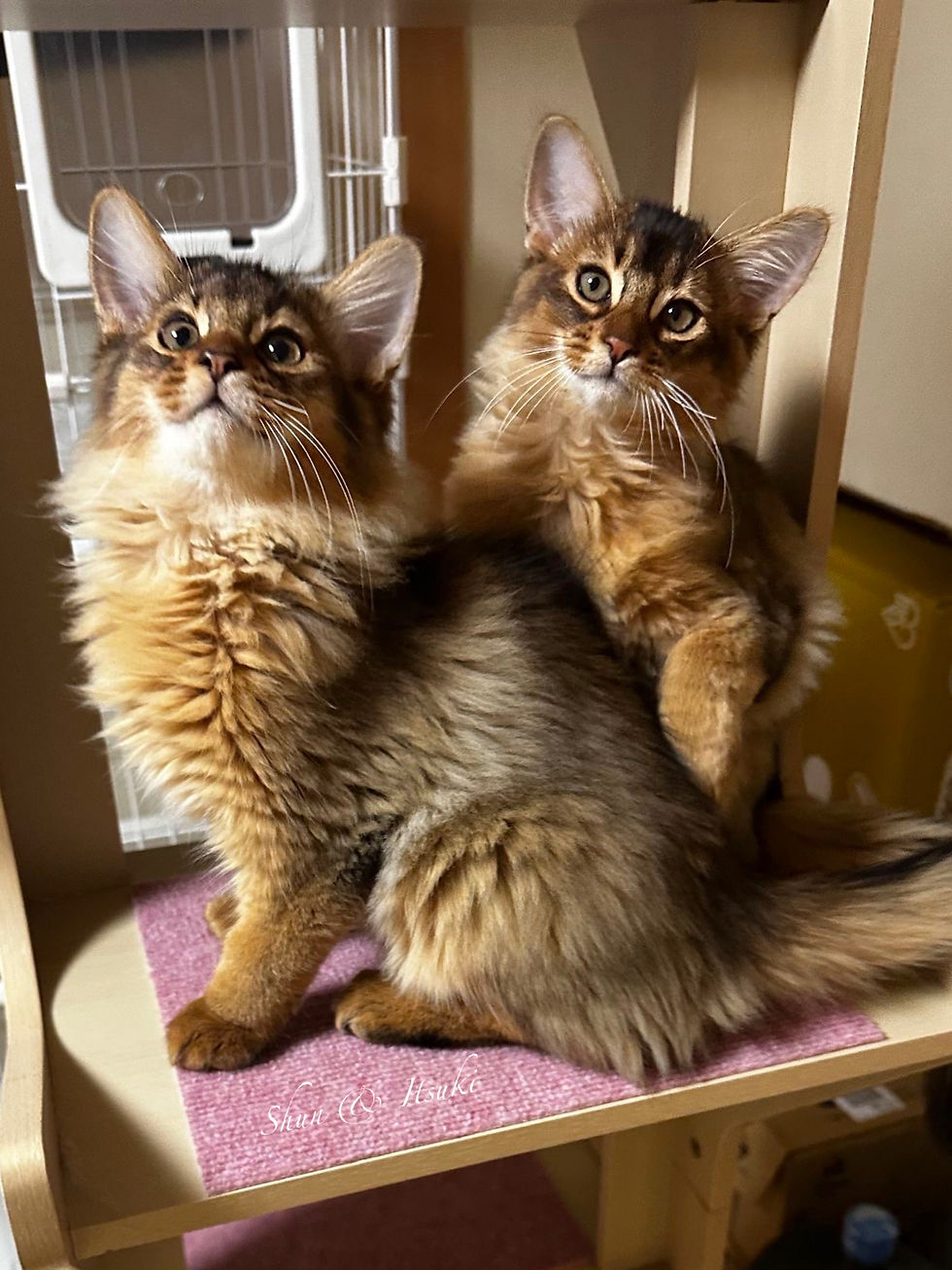 ソマリ ルディの子猫達