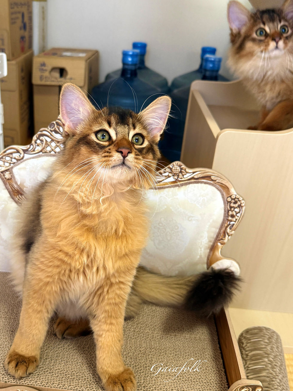 ソマリ ルディの子猫達