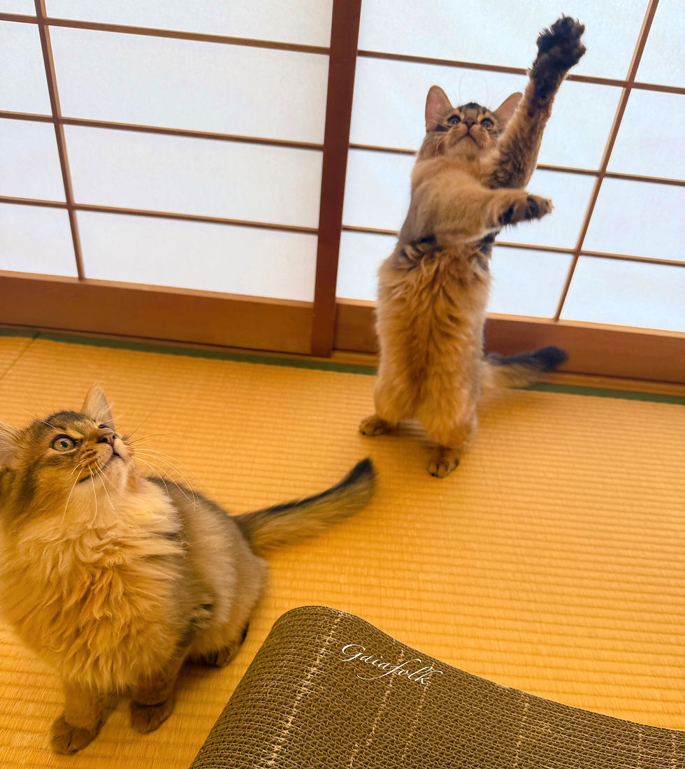 ソマリ ルディの子猫達