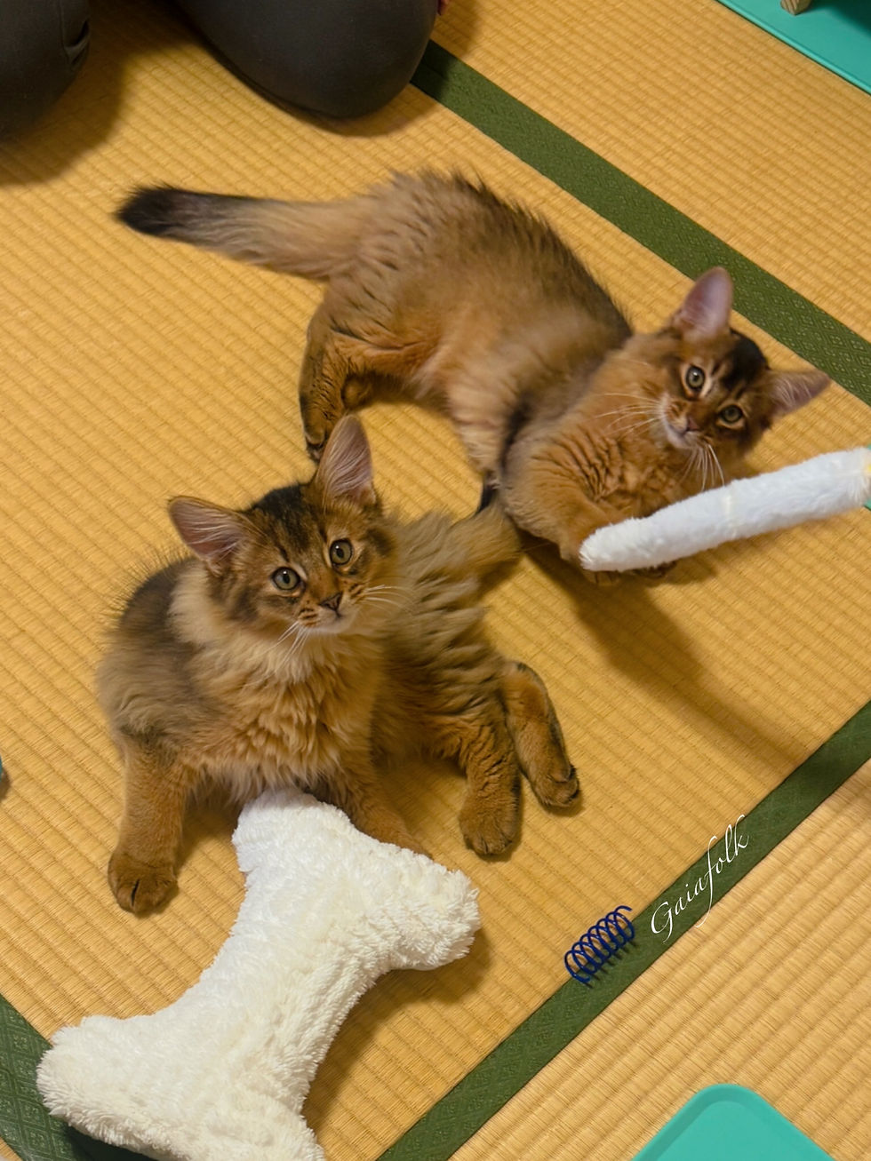 ソマリ ルディの子猫達