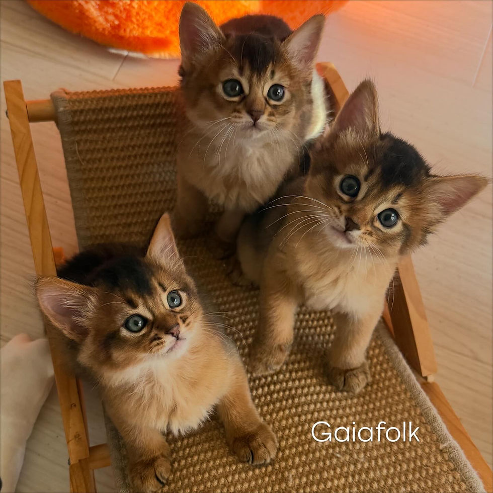 ソマリの子猫達♡