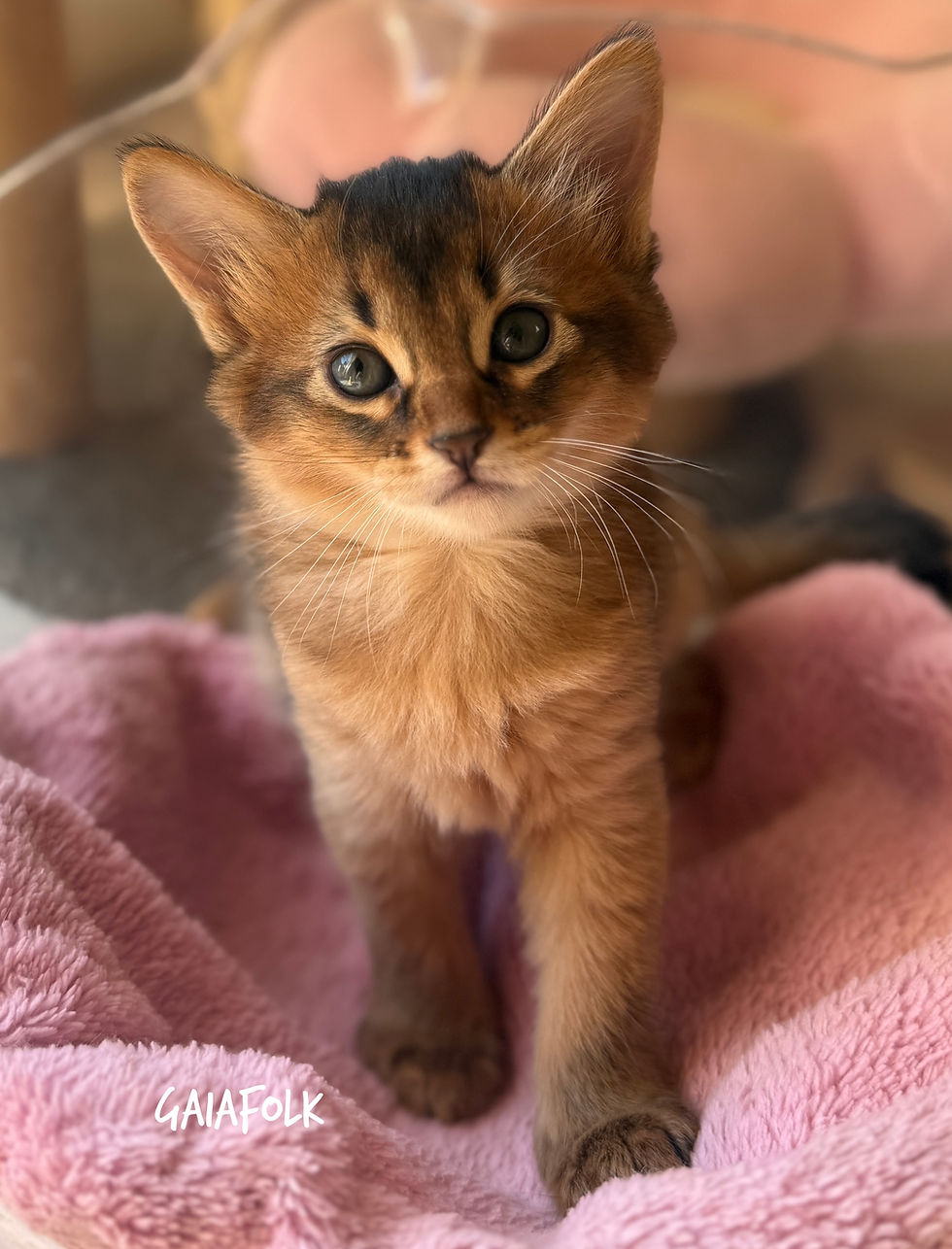 ソマリルディ子猫