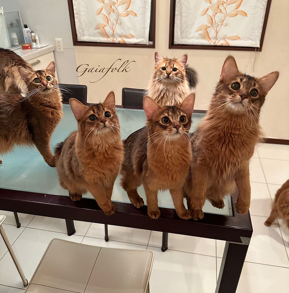 ソマリ ルディ 子猫達