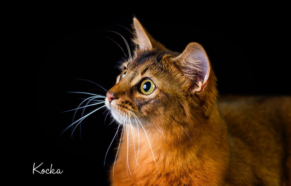 ソマリのルディ