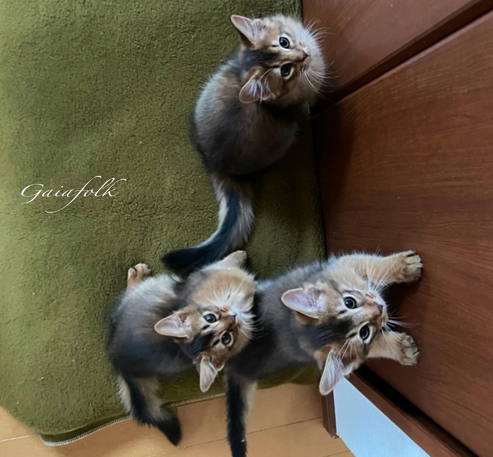 ソマリルディ 子猫達