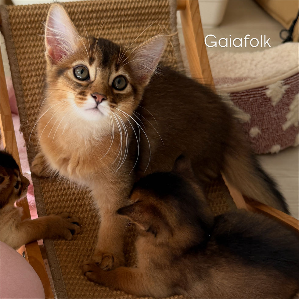 ソマリルディの子猫♪