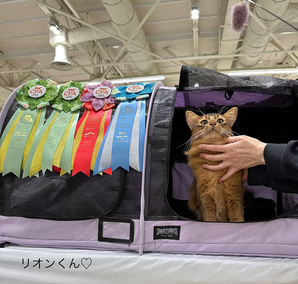 ソマリ ルディ